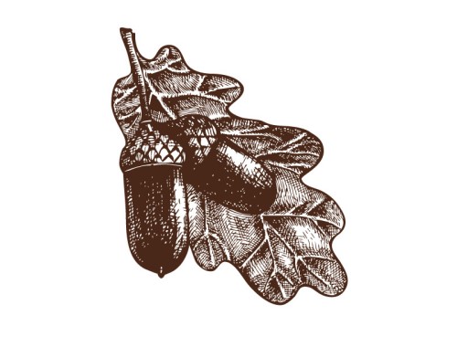 Дуб